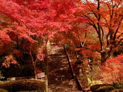 お義父さん、こんないいお天気の日は京都に行きましょうよ…　えっ！大阪池田の花の寺「久安寺」の紅葉ですか…？！
