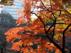 2010.12.1 小石川後楽園の紅葉☆昼休み駆け足撮影