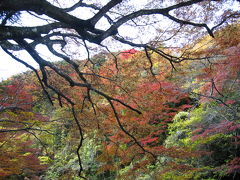 養老渓谷で紅葉を楽しむ　２　養老渓谷散策　後半