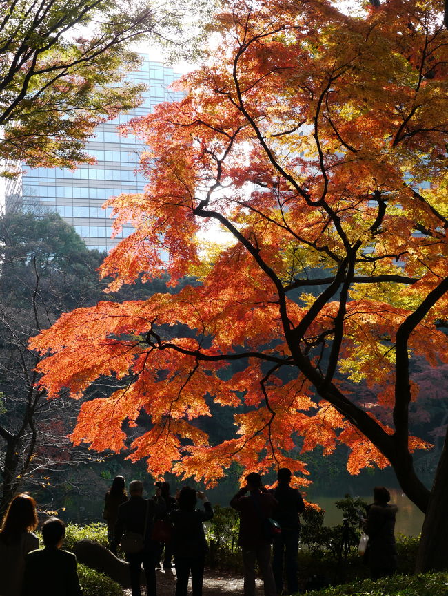 平日の昼休みに、駆け足で燃える紅葉を観賞しました。<br />昼頃の陽光は、紅葉を燃えさせていました。<br />訪問時間としても最適なのかもしれませんが、長居はできないのが残念でした。<br />