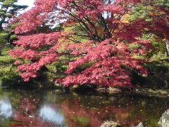 皇居の紅葉