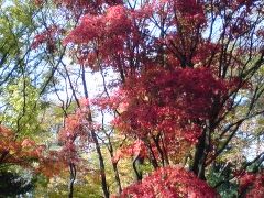 広尾　有栖川公園・目黒　八芳園の紅葉