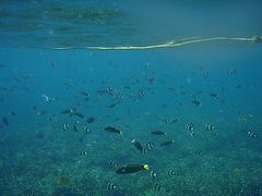 海良し、食良しボラカイ（シュノーケリング編）