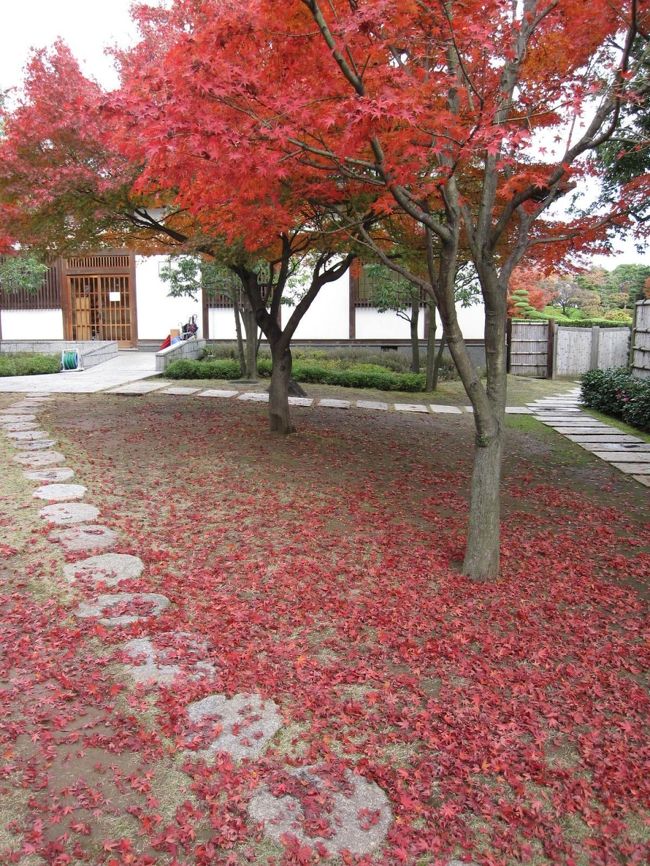 休日の午後、愛車で越谷の花田苑の紅葉を見に行きました。人も少なく、ゆっくりと紅葉を楽しむことができました。<br />帰り道に、ちょっとスピードを出して走っていたら、歩道の段差でビアンキのコントロールを失い、大転倒してしまいました。自転車からすっとんで、左肩から落ちたようです。近くを歩いていた人が、救急車を呼びましょうかと言っていたので、すごい転倒だったのでしょう。「大丈夫です。有難うございます。」と言いながら、ビアンキで帰宅しました。<br />その日は、大丈夫だったのですが、翌日左肩が痛むので、外科でレントゲンを撮りましたが、骨には異常なし。打撲。湿布を貼っていましたが、痛みは治まらず、左腕が上がらないので、接骨医に通院し、治療中です。<br />私の左肩は、痛みますが、ビアンキは無傷でした。<br />自転車の事故には注意しましょう！！