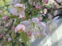 都内でヒマラヤ桜探し