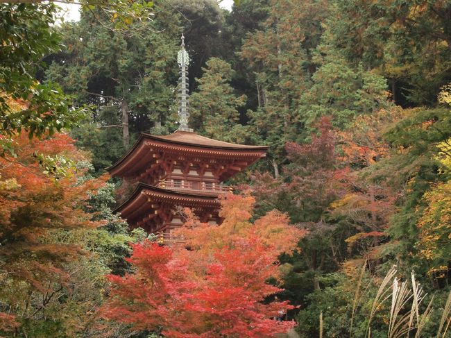 平成22年11月。珍しくレンタカーを借りて、南山城の古寺を巡りました。<br />国宝、重文、秘仏を拝観した後は、川沿いの木造三階建て一軒宿に宿泊。<br />鄙びた温泉宿を独占した後は、再び国宝、重文、秘仏。<br />奈良や京都の名寺もよいですが、紅葉の季節には人里離れた古寺もいいですね。<br /><br />１日目<br />円成寺～南明寺～海住山寺～蟹満寺～鶴乃家宿泊<br /><br />２日目<br />鶴乃家～神童寺～浄瑠璃寺～岩船寺<br />