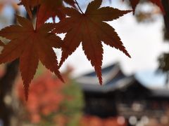 京の紅葉を堪能しよう　　東福寺のほほん記　