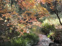 糺の森はまだまだ紅い！真偽を確かめに行ってまいりました