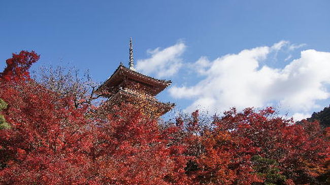 修学旅行以来の京都。<br />二泊したかったけど満員で一泊バタバタ新幹線の旅！<br />すこ〜し散り始めやったけども、紅葉キレイでした。<br /><br />