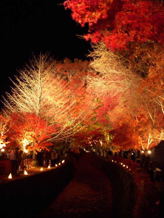 富士五湖周辺の紅葉　ライトアップが感動的☆
