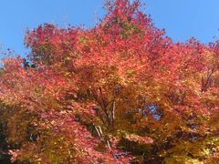 秋の修善寺で紅葉狩り