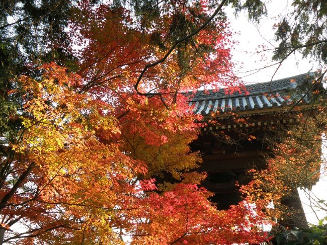 京都の紅葉シーズンも終わりを迎えようとしてますが、一部まだ楽しめる所があるはずっ！<br />と言うわけで、名残の紅葉を探してきました。<br /><br />最初、真如堂に行くつもりがバスを乗り間違えて東山三条に出ちゃったので、岡崎から南禅寺、永観堂、真如堂と歩いてきました。<br /><br />南禅寺は数本を残して終了状態でしたが、永観堂と真如堂は盛り過ぎなりにまだ楽しめました♪あと2〜3日は楽しめそうな感じですね。<br /><br />これで今年の紅葉狩りも終了。きれいな紅葉たちに癒してもらいました！<br /><br /><br />東山三条→岡崎疎水→南禅寺→永観堂→真如堂<br /><br />http://www.geocities.jp/anb45697/kyototop.html<br />