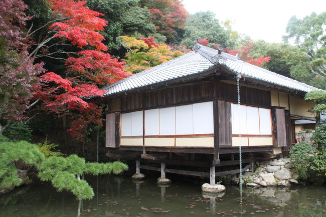 法華山一乗寺を出て姫路東インターから山陽道を走り、龍野インターを降りて龍野公園に行きました。国民宿舎の赤とんぼ荘の駐車場に車を停め(無料)町を散策しました。公園内にある聚遠亭(見学無料)は丁度紅葉の見ごろで(色づき始めから見ごろまでの期間という方が正確かもしれません)、市が管理しており手入れが行き届き見ごたえのあるものでした。たつの市に来られる機会があれば是非お訪ねいただいたらよいかと思います。聚遠亭傍の茶室(たつの市管理)でボランティアの方の抹茶(醤油饅頭付きで300円)をいただきましたが、たまたま茶筅の竹が折れてお茶に残っていたので、２杯お茶をいただくことになりました。<br />たつの市と言えば、三木露風の童謡「赤とんぼの歌」でも有名ですし、醤油でも有名です。かつて別の所で醤油ソフトクリームをいただいたことがありますが、醤油饅頭ははるかにまともでおいしくいただきました。龍野公園の後は龍野城に立ち寄った後新宮の東山公園に向かいました。<br />東山公園の入り口にある「国民宿舎志んぐ荘」の駐車場に車を停めて昼食をいただきましたが、すぐに食べられるだろうと思って注文したカレーが一向に出てこず、やっと出てきたと思ったらご飯もカレーのルーも冷え冷えとしたもので、こんなにまずいカレーは今までに食べたことがありませんでした。<br />食後東山公園を散策しましたが、宮本武蔵が修業したという滝はパイプの先から水がちょろちょろと出ており、滝壺の代わりにプラスチックのバケツが水を受けていました。紅葉もまだ多くの木が緑色でした。<br />続いて中国道の山崎インターのそばの最上公園に向かいました。事前のインターネット情報ではここは見ごろとのことでしたが、まだ少し早目でした。最上山の後は塩田温泉に向かい上山旅館に宿泊しました。<br /><br />2010年播磨の紅葉③　塩田温泉上山旅館に続く