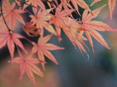 紅葉の鎌倉　のんびりウォーキング　☆★鎌倉五山　圓覚寺編★☆