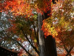 京都紅葉　やっぱり今年も最高でした。　宝筐院～真如堂　