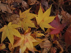 紅葉を求めて奈良へ。鳥見山公園・室生寺の紅葉。
