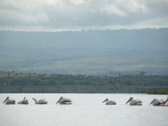 2010.04_KENYA_Lake Naivasha