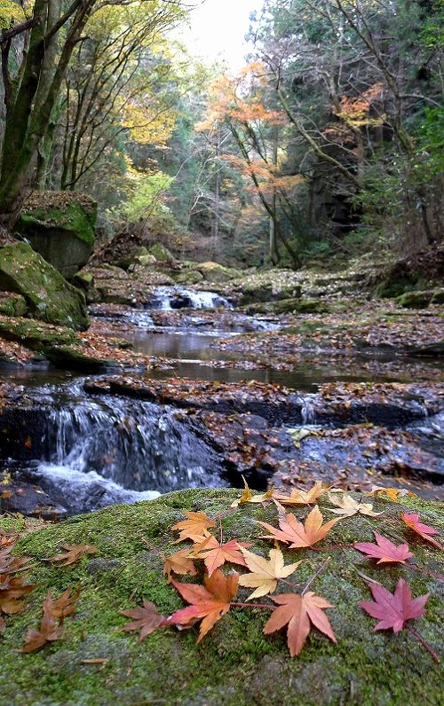 滝ぼん 三重観光】秘境・赤目四十八滝で心を洗う滝巡りの旅 - Ohanaの旅