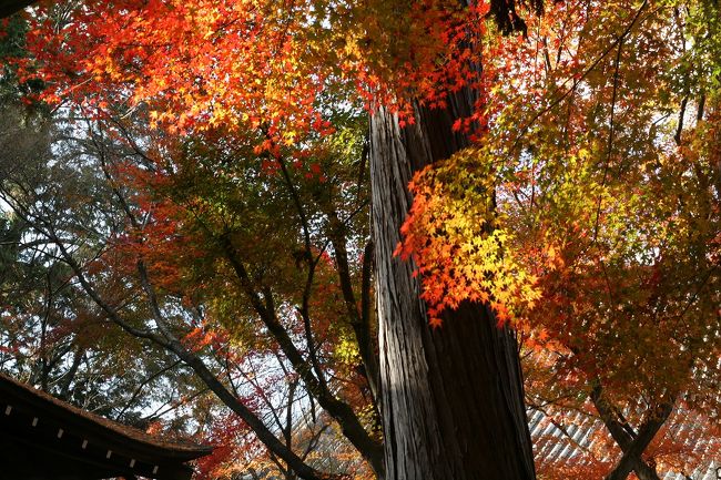 今年もやっぱり京都の紅葉が見たい！<br />12月までなんとかもってと祈りつつ、紅葉していそうな宝筐院～真如堂をめぐりました。<br />とてもｇｏｏｄな写真が撮れて大満足。京都最高。<br /><br />写真は真如堂裏手の紅葉です。午後の日差しを浴びてきらきら<br />かがやいています。