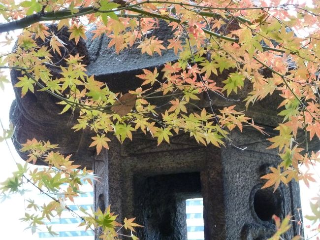 江戸最古の大名庭園のひとつである「旧芝離宮」は、JR浜松町駅から徒歩1分の所にあり、東京湾沿いの竹芝ふ頭も近い。<br />春にはサクラ、サツキ、夏はハナショウブ、---　秋はどうか？と立ち寄ってみました。<br /><br /><br />