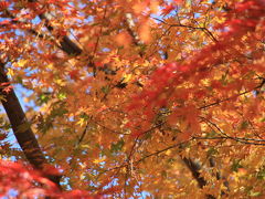 紅葉の鎌倉　のんびりウォーキング　★☆鎌倉五山　建長寺編☆★