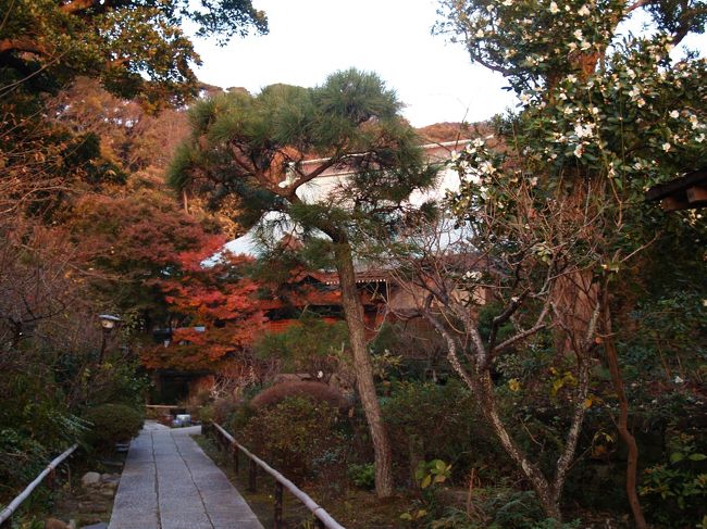 　鎌倉市大町松葉が谷にある妙法寺は日蓮宗のお寺で楞厳山妙法寺という。厳山妙法寺は「鎌倉の苔寺」と呼ばれている。建長5年(1253年)に安房から鎌倉に入った日蓮上人がここ松葉が谷に来て初めて草庵を結んだ所の一つと言われている。はじめ松葉谷御小庵と称しのち法華堂と号した。<br />　裏山山頂に大塔官護良親王の墓があるのは、御子の日叡上人が寺に入られ、延文2年（1357年）に松葉谷御小庵の跡に堂塔伽藍を復興し、山頂に、父宮母宮の墓を建てその冥福を祈ったからである。この後は法華堂と号した。護良親王墓は近世になって鎌倉宮から奥に入った山の長い階段を上った山頂に営まれている。<br />　妙法寺は雨天時には公開されず、三脚・一脚の使用が禁じられている。鎌倉の寺でも訪れる人は少なく、日に数人、多くても50人は越えないくらいだろうか。何時いっても静寂を保っている。鎌倉では一番落ち着いた寺かも知れない。<br />　そんなお寺にも災害が襲う。先日の師走の嵐で屋根が飛ばされたのだ。読売新聞のonlineに捲れた屋根の写真が載り、鎌倉市の寺上空からとしか記されてはいなかったがすぐに分かった。鎌倉の寺で屋根に赤錆が出ているのはここ妙法寺だけだからだ。果たして、妙法寺は公開中止になっていた。心配して訪れる人が多くいた。近くの新築の家の屋根瓦もやられている。また、民家の立派は防風林もその役目を果たして何本も倒れていた。<br />　春3月の嵐での鶴岡八幡宮のご神木の大銀杏の木の倒木といい、師走のこの竜巻といい、古都鎌倉も災難続きの一年だった。<br />（表紙写真は妙法寺本堂の屋根）