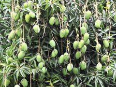 世界一周出張　マンゴー三昧な幸せのブラジルでの週末　　＠ブラジル出張