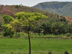 世界一周出張　ブラジルベロホリゾンチでの牧場体験　①