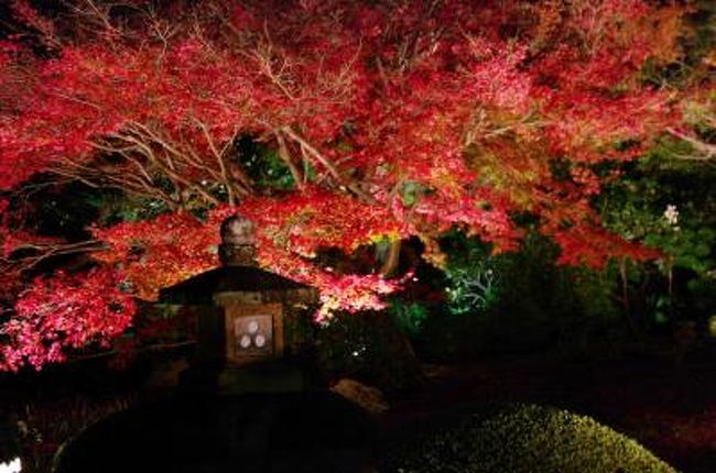 時々足を運んでいるお気に入りの場所　雲龍院<br />この時期に訪れた事がなく、最終日となりましたが、何とか時間が取れて<br />ライトアップを拝見することが出来ました。<br />今年は本堂龍華殿に双龍風雷図も奉納され、それを拝見させて頂くことも<br />楽しみでした。<br />普段と比べると少し人が多かったのですが、それでも静かな雲龍院の時間は特別な時…<br />思いがけず琴の演奏も聴かせて頂き、素晴らしい時間を過ごさせて頂きました。<br /><br />