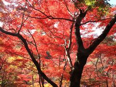 毎年恒例　ー　有馬“瑞宝寺公園”の紅葉狩り