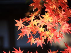 紅葉の鎌倉　のんびりウォーキング　★☆長谷寺編☆★