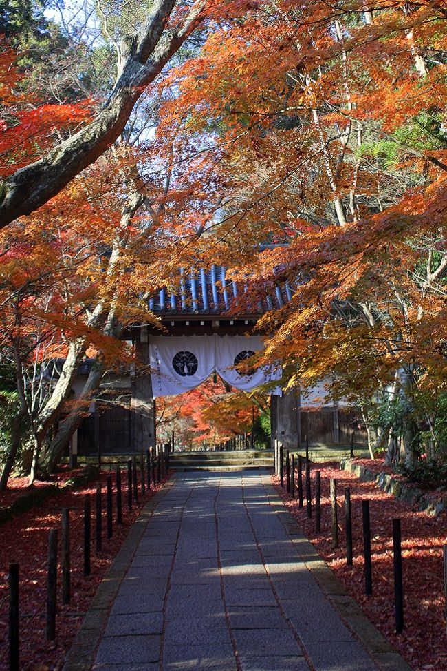 12月初旬，京都へ行く用事があったので，ついでに紅葉探しをしてきました。<br />紅葉は11月までと勝手に区切りをつけていたので，師走の京の紅葉は初めてでした。<br />晩秋の侘しさを写真に収めるつもりでいましたが，思った以上に元気な紅葉に出会うことができました。<br /><br />訪れたところ<br />・向日神社<br />・光明寺<br />・浄住寺<br />・地蔵院(竹の寺)