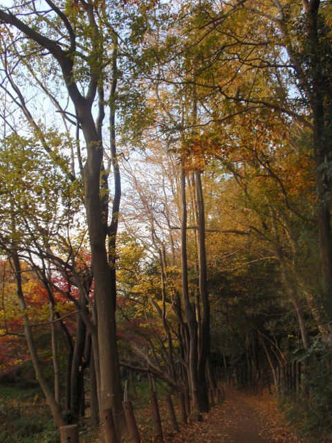 晩秋の市川を、カメラ片手にぶらぶら歩きをしてきました。<br />これは１つの旅行記になっていますが、数か所分を１つにまとめています。