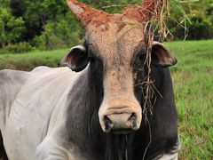 世界一周出張　ブラジルでcowboyになった僕