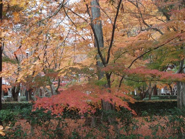 中山道ウォークで、お昼に京都に着いてから、東山地区の紅葉狩にめぐりました。<br /><br />先ずは白川・祇園を経由して八坂さんで昼食。知恩院を横目に南禅寺へ。栄観堂に立寄り、晩秋の紅葉が盛りの真如堂へ。