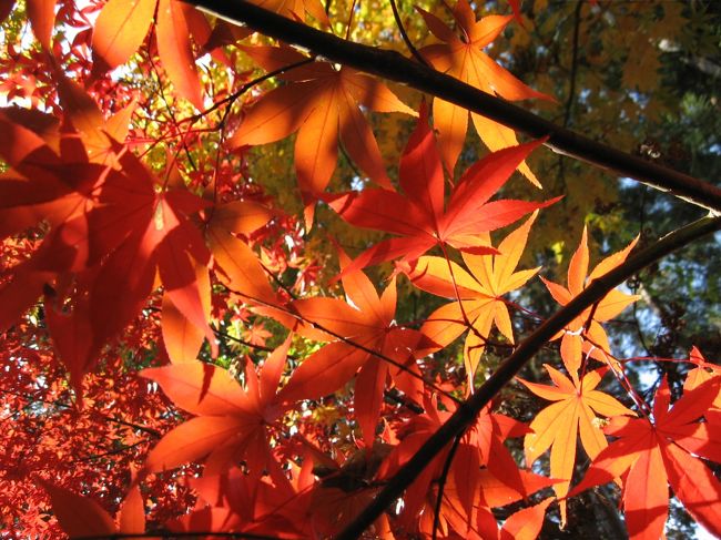 今年は昭和記念公園の紅葉だけ見て終わりかと思っていました。<br /><br />ところが急に松戸に用事ができ、それならば紅葉で有名な本土寺に行ってみようかと思い立ちました。<br />用事は1時からなので、早目に家を出ました。<br />今年は2箇所でちゃんとした紅葉狩りができた♪<br /><br />またもや「見頃過ぎ」の本土寺でしたが、紅葉を楽しむことができました。<br />散策には昭和記念公園の方が楽しいのですが、&quot;お寺で紅葉を見る&quot;の図は本土寺でしょう。<br />紫陽花でも有名な本土寺ですが拝観したのは初めてです。