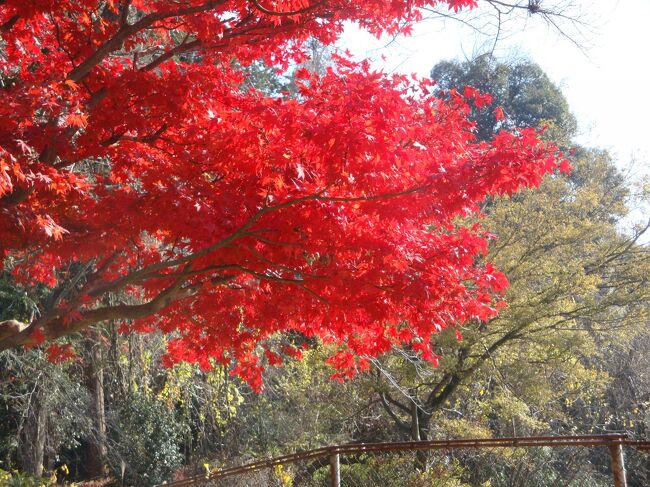 湖東三山めぐり・・・ちょっぴり紅葉