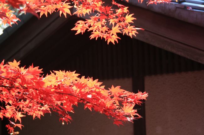 このところ遠出をするチャンスがなかなかありません。<br />近場でお手軽な紅葉観賞に川崎の民家園に出かけました。<br /><br />