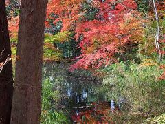 京都を歩く(75)　2010紅葉めぐり　今年最後の紅葉は下鴨神社・糺の森で