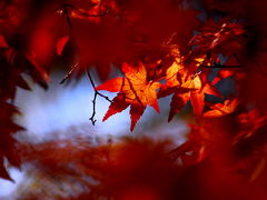 2010　紅葉を追いかけて（5）　各務野自然遺産の森