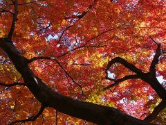 今年最後の紅葉かな・・六義園へ