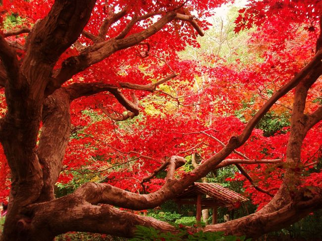 嵐山の落柿舎の近く、紅葉の時期にだけ公開する厭離庵。<br /><br />密集した沢山の紅葉の彩に迫力が押される・・・とは対照的に、こじんまりとした庭に紅葉が数本ある程度。しかし、迫力、感動が、そこにはありました。１本、１本の木をじっくりと観賞する。今までに無いタイプの紅葉狩りでした。<br /><br /><br />☆厭離庵（えんりあん）<br />京都市右京区嵯峨ニ尊院門前善光寺山町2<br /><br />参観料：￥500<br /><br />