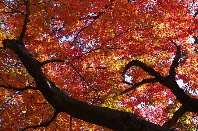 東京ではまだ紅葉を見ることができます。でも最後の紅葉かな・・<br />東京の真ん中にある六義園は夜のライトアップの紅葉も有名です。<br />今日は昼間に訪れてみました。