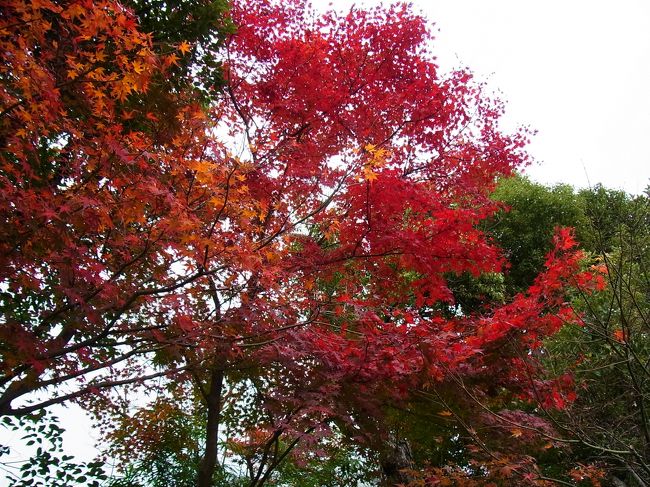 京都のガーデンオリエンタル　レストラン内の敷地内は　終わり行く紅葉でした