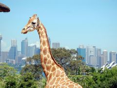 オーストラリア（９）最終回　シドニー　フェリー、タロンガ動物園、クイーン・ビクトリア・ビルディング　帰国