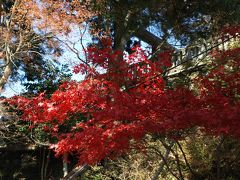 OH山の初冬の紅葉