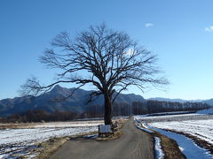 野辺山のヤマナシの木