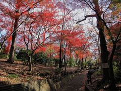 ウォーキングで晩秋楽しむ　横浜市児童遊園地、こども植物園、英連邦墓地