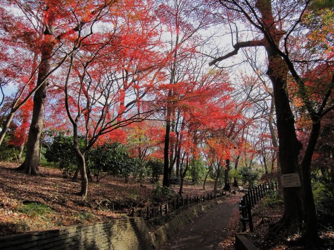 天気が良い日は歩きたくなりますね♪〜<br />横浜市児童遊園地→こども植物園→英連邦墓地<br /><br />チョットの間に随分と木立の変化が有りました。<br />1万歩越す歩きとなりました。<br /><br /><br />○故ダイアナ妃も訪れていた保土ヶ谷?　2006/4/<br />　http://4travel.jp/traveler/rocky/album/10063748/<br /><br /><br />　 <br />