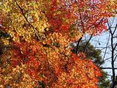 古都京都を訪ねての旅④清滝トレイル　1)　栂ノ尾山　高山寺訪問